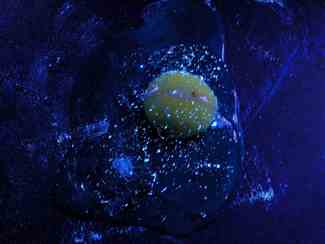 An egg from "Glowing Evidence," a series of lenticular photographs by Laurie Tumer.